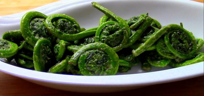 Wild Edibles-Fern Fiddleheads (Video)