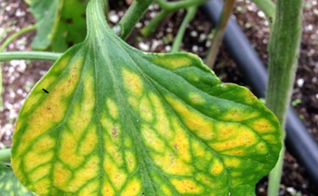 Why Are My Leaves Turning Yellow? (Infographic)