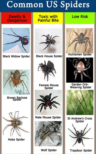 Common US Spiders