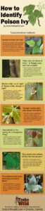 Identifying Poison Ivy (Infograph) – Survival Stronghold