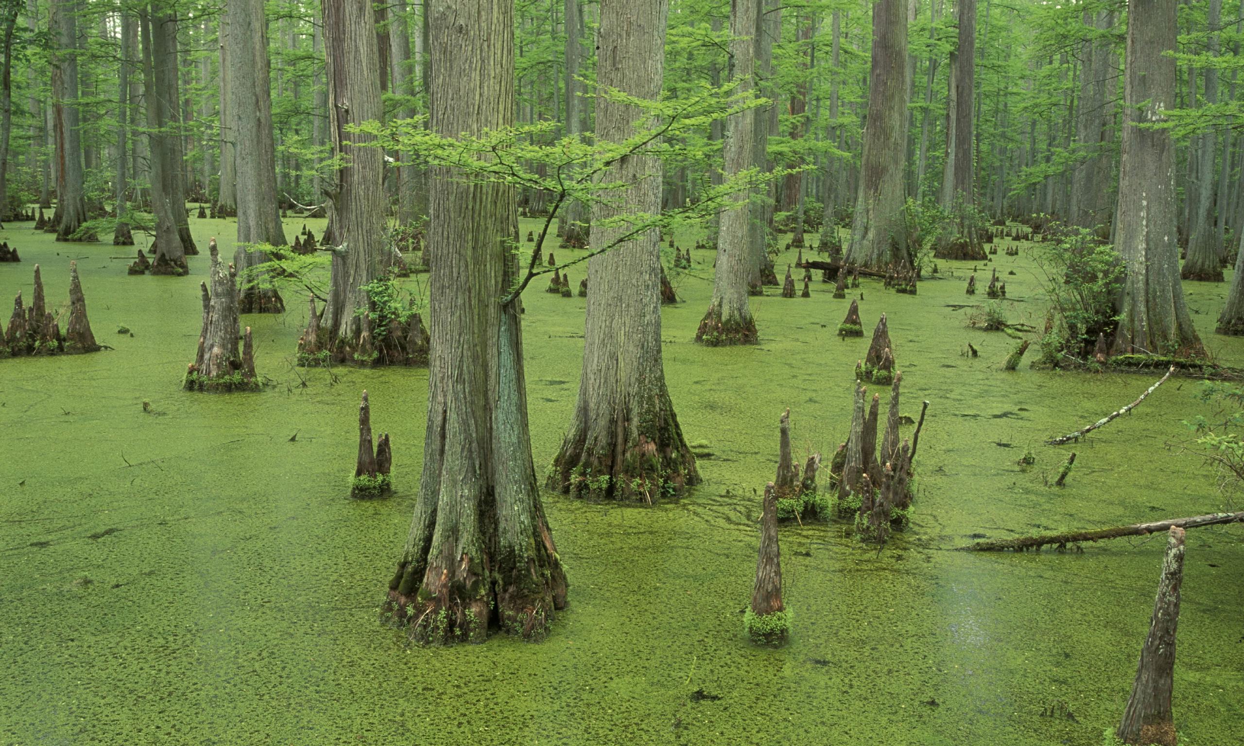 free-picture-beautiful-landscape-green-swamp-calm-waters