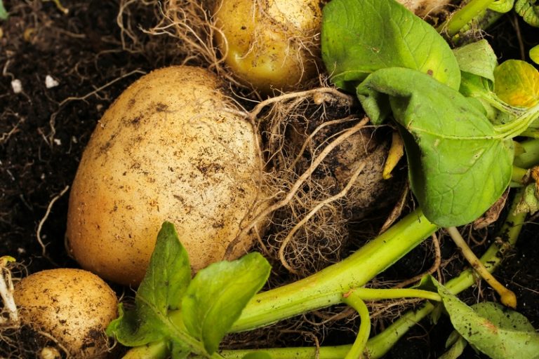 How to Grow Potatoes in a Barrel – Survival Stronghold