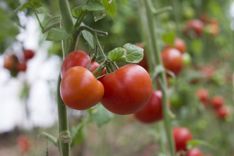 How and Why Grow Tomatoes in a Bucket Survival Stronghold